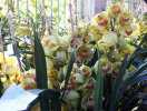 Tết Đinh Dậu 2017: gợi ý chọn mua hoa chơi Tết để rước lộc vào nhà
